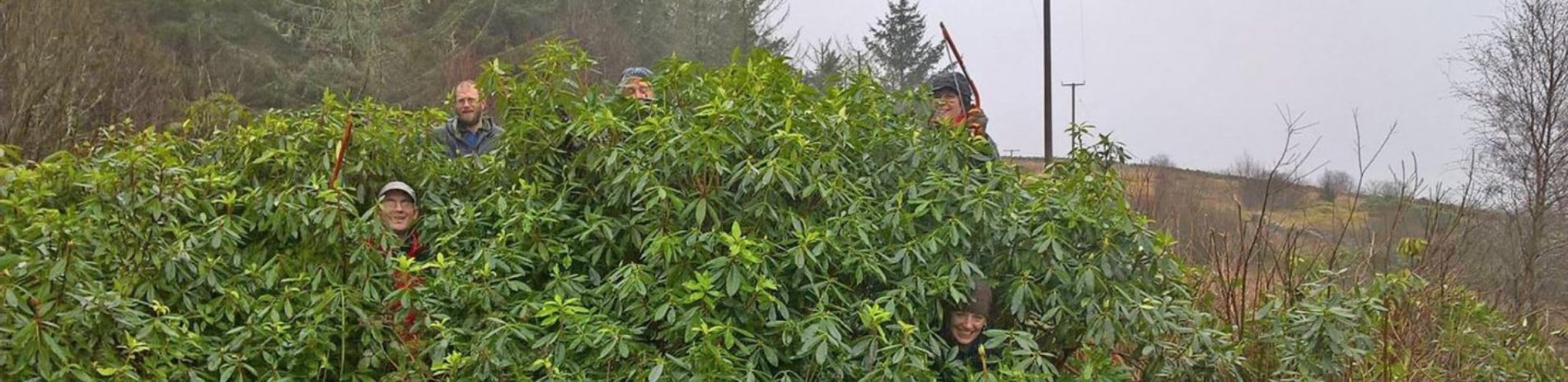 conservation-team-from-the-national-park-peeking-their-heads-through-thick-rhododendron-bush--invasive-species-two-of-them-are-holding-saws