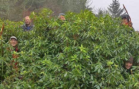 conservation-team-from-the-national-park-peeking-their-heads-through-thick-rhododendron-bush--invasive-species-two-of-them-are-holding-saws