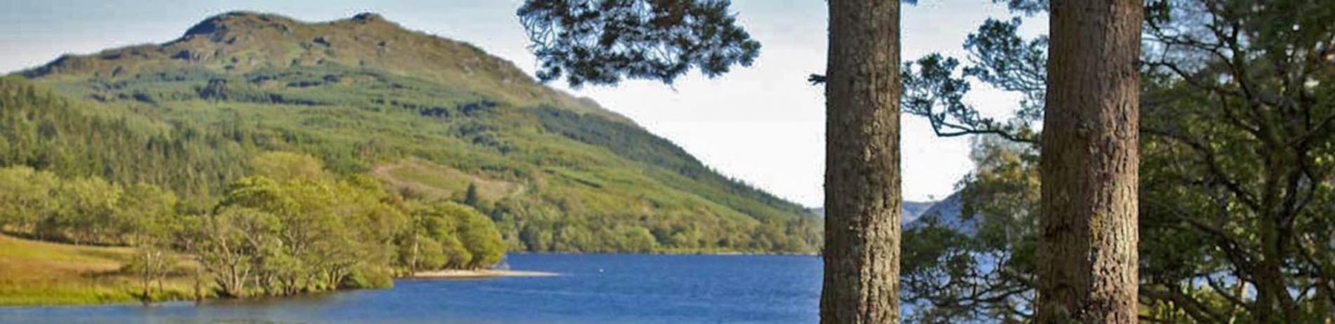 view-of-loch-long-and-hills-from-behind-pine-tree-trunks-blue-skies