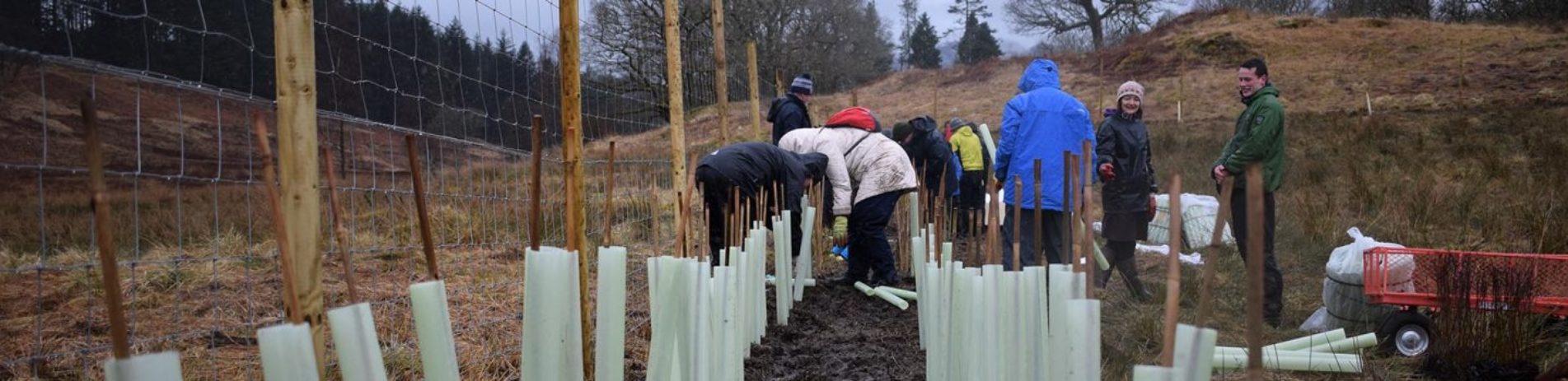 young-students-teacher-and-national-park-staff-planting-trees-each-having-tree-guard-on-alongside-deer-face-wet-dark-day-loch-achray-farm