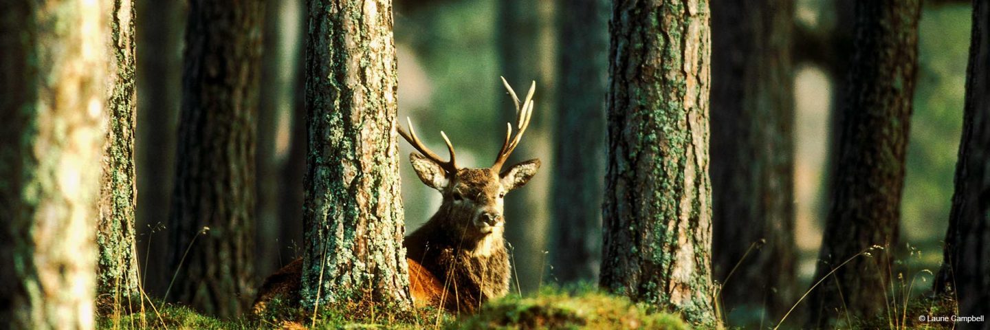 deer-with-antlers-sitting-down-next-to-tree-in-forest