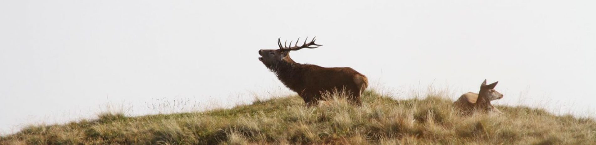 two-deer-one-with-antlers-standing-with-open-mouth-the-other-female-is-sitting-down-in-grass