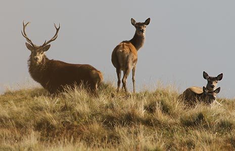 four-deer-male-with-large-antlers-sitting-down-while-one-female-is-up-and-rest-down-all-look-alert-and-looking-at-camera