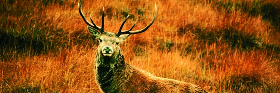 red-deer-with-antlers-in-brown-grass-looking-at-camera