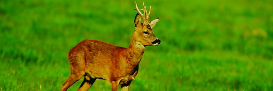 small-roe-deer-light-brown-small-antlers-in-green-grass