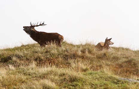 two-deer-one-with-antlers-standing-with-open-mouth-the-other-female-is-sitting-down-in-grass