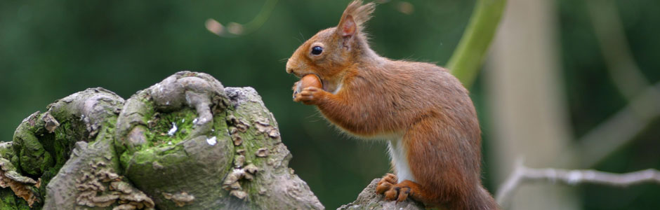 red squirrel