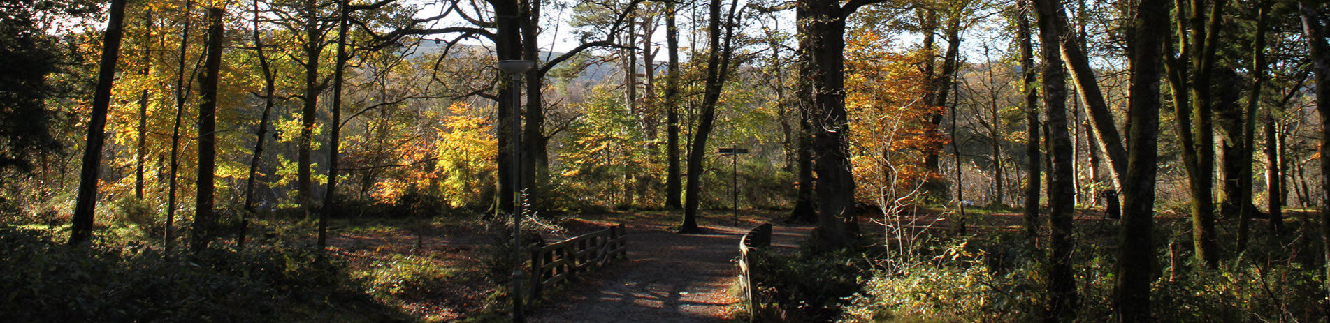 path-in-balloch-castle-country-park-with-small-bridge-crossing-stream-autumn-trees-and-leaves