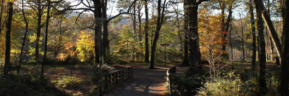 path-in-balloch-castle-country-park-with-small-bridge-crossing-stream-autumn-trees-and-leaves