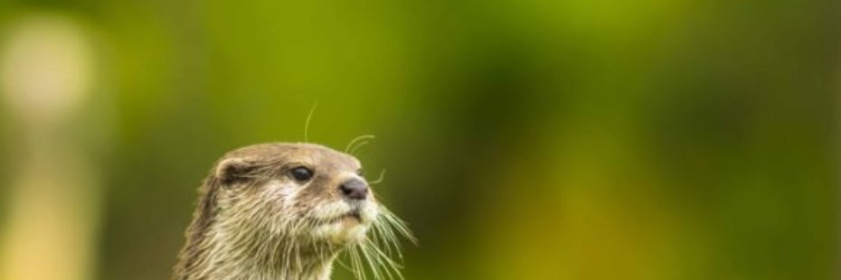 light-brown-otter-standing-erect-looking-into-distance-with-green-background