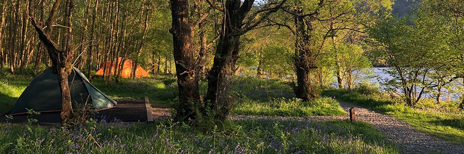 loch-chon-campsite-pitches-with-two-tents-green-lush-trees-and-bluebells-and-sunset-light-streaming-through-brances-from-right