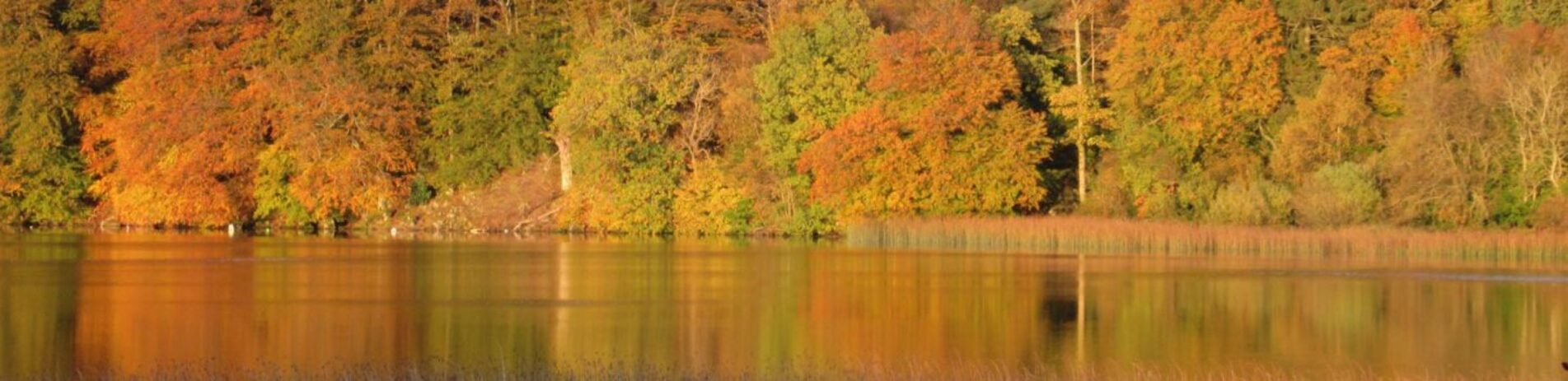 autumn-colours-forest-at-the-edge-of-loch-sunset-time