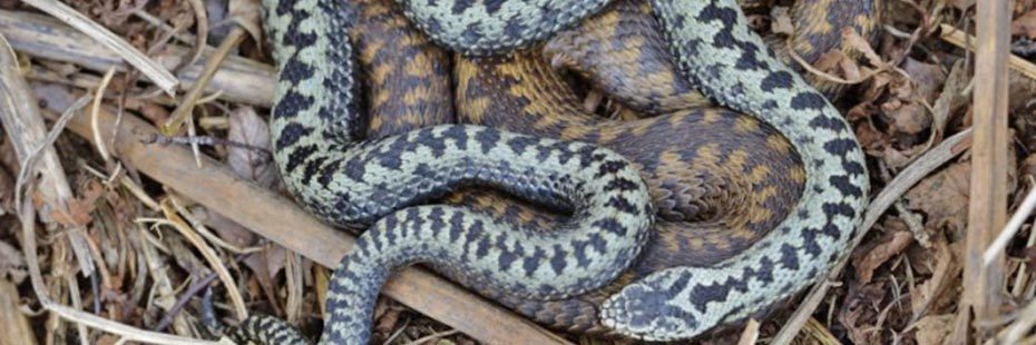 close-up-of-adder-very-light-blue-and-black-with-freshly-shed-skin-yellow-and-brown