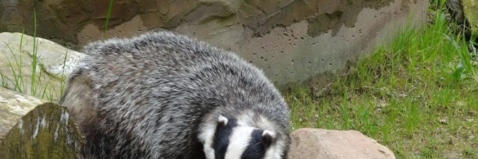 black-and-white-badger-next-to-large-rocks