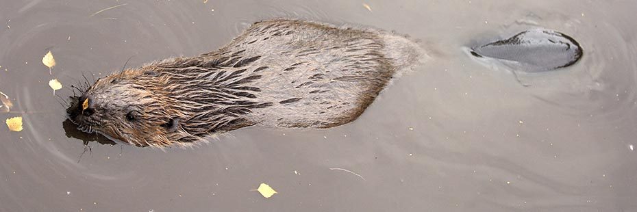 beaver-brown-fur-half-submerged-in-the-water