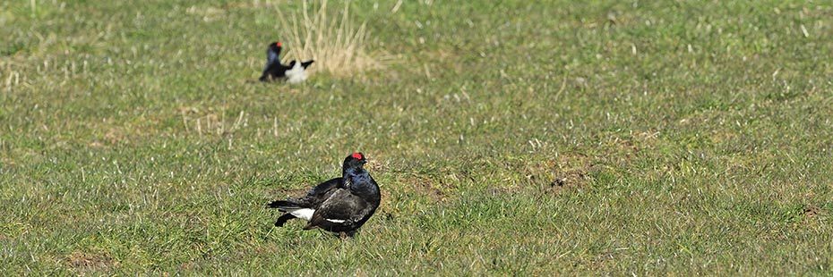 two-black-grouse-on-moor-black-white-white-back-and-red-on-top-of-head