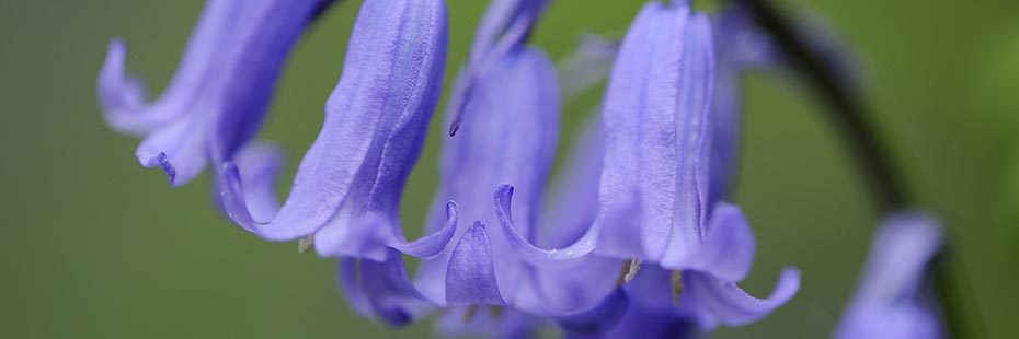 bluebells-close-up-delicate-purple-petals-against-green-background
