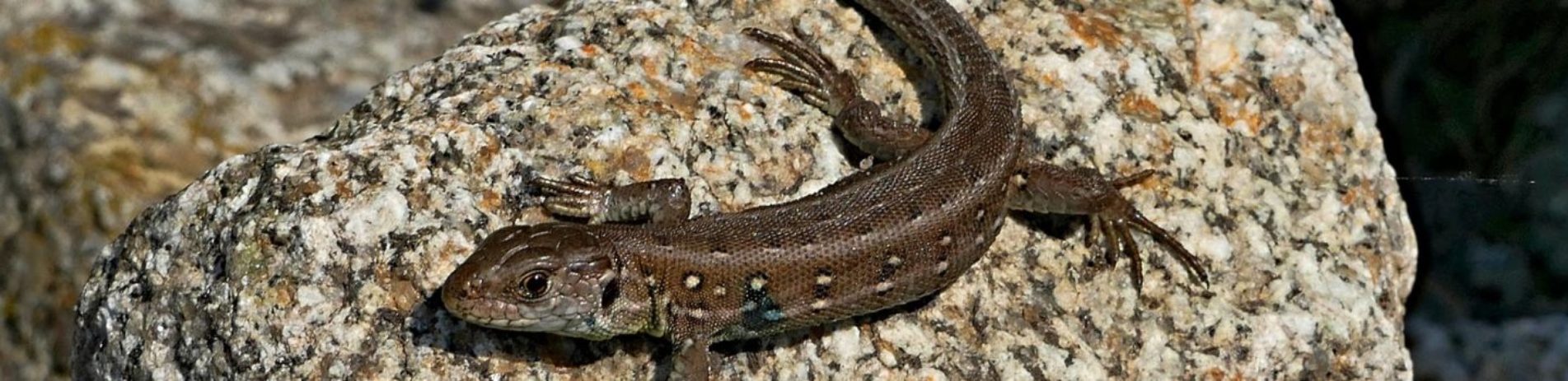 brown-speckled-lizard-with-long-tail-on-stone