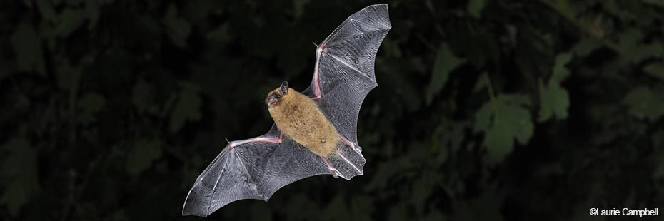 common-pipistrelle-bat-brown-and-grey-flying-with-open-wings-beneath-forest-canopy