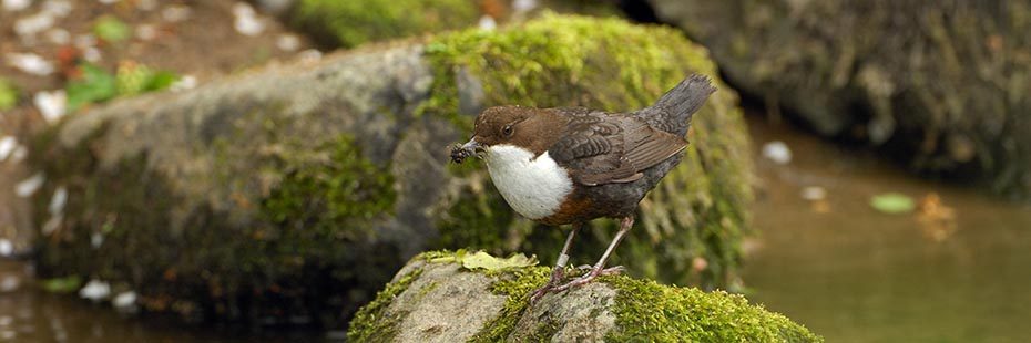dipper-birf-brown-with-white-chest-holding-a-beakful-of-insects-and-sitting-on-rock-covered-by-moss-at-edge-of-water