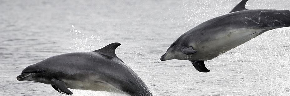 two-bottlenosed-dolphins-jumping-above-water-in-moray-firth