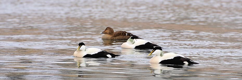 male-and-female-elder-ducks-swimming-in-the-sea