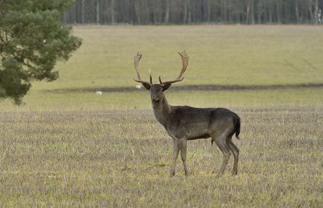 fallow-deer-with-big-antlers-in-the-fields-with-woods-visible-in-the-background