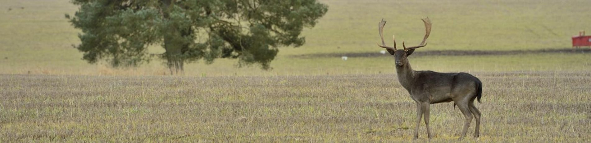 fallow-deer-with-big-antlers-in-the-fields-with-woods-visible-in-the-background