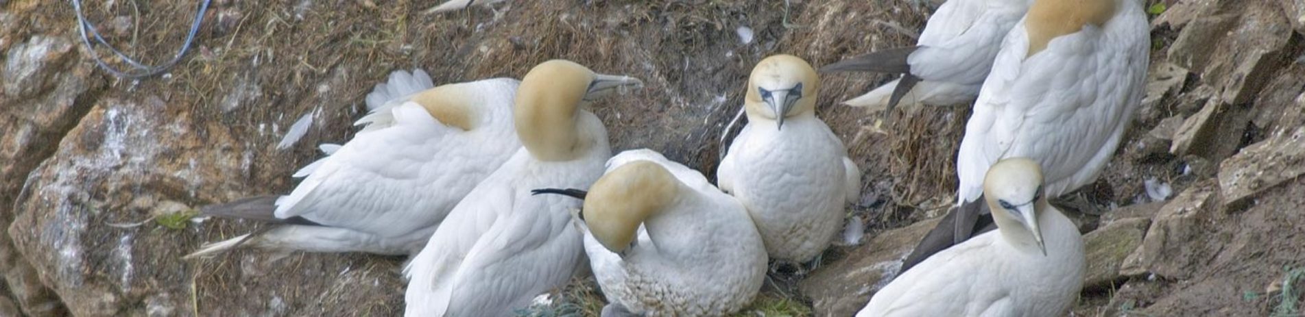 several-nesting-gannets-white-bodies-with-light-orange-heads-and-long-steel-coloured-beaks-resting-on-rocks