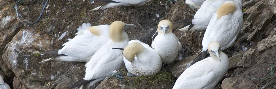 nesting-gannets-white-with-very-light-brown-heads-and-long-beaks-at-hermaness-nnr-unst-shetland
