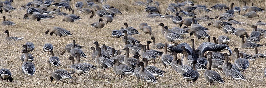 dozens-of-pink-footed-geese-grazing-on-stubble-fields-near-loch-leven