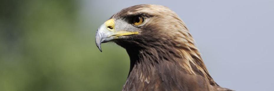close-up-of-golden-eagle-dark-orange-eyes-and-curved-beak