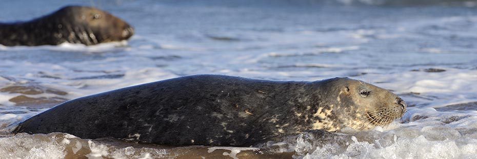 two-grey-seals-resting-in-surf