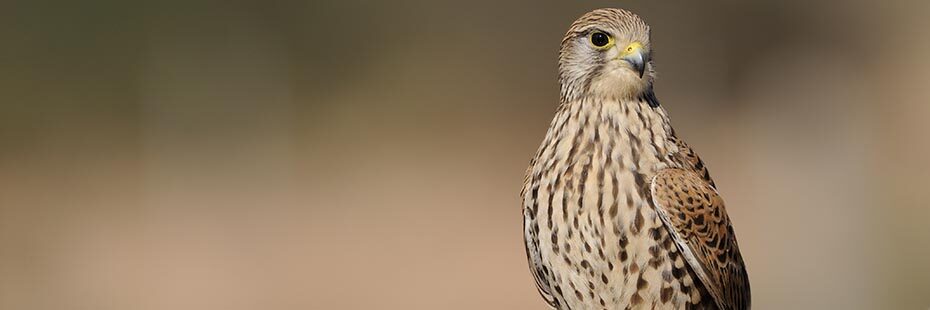 beautiful-kestrel-bird-beige-coloured-speckled-with-brown-and-black-eyes