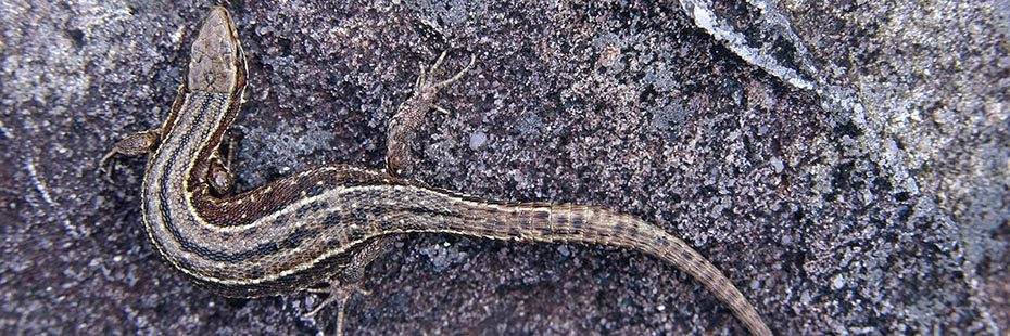 common-lizard-brown-and-yellow-warming-itself-on-a-rock