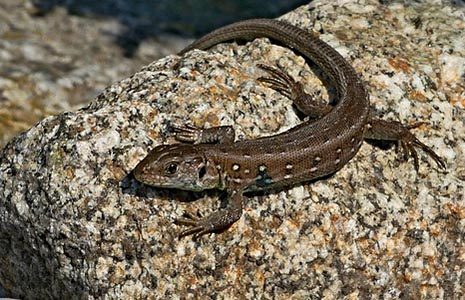 brown-speckled-lizard-with-long-tail-on-stone