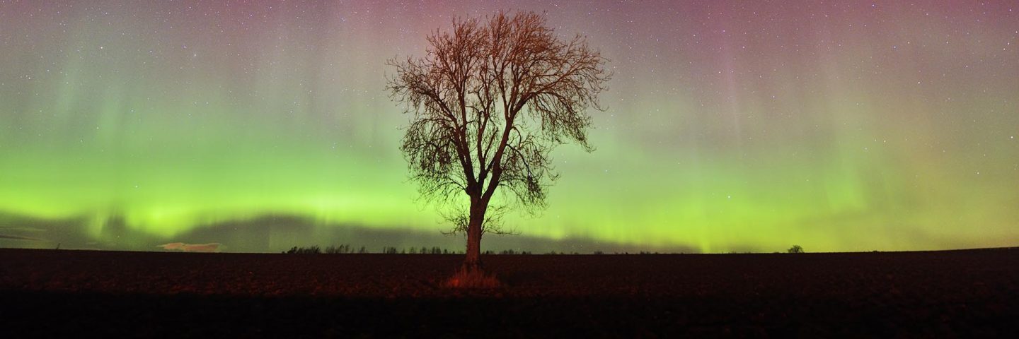 bare-tree-outlined-against-stunning-green-and-pink-northern-lights-lighting-up-all-sky-above-fields