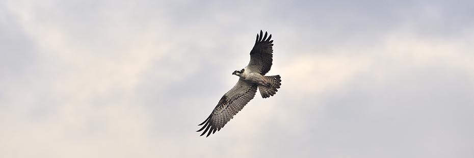 osprey-in-flight-with-widespread-wings