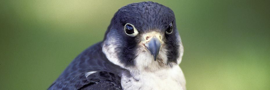 close-up-of-peregrine-falcon-black-and-white-with-dark-shiny-eyes