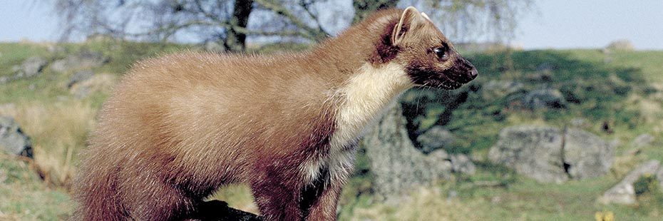 pine-marten-brown-reddish-fur-with-white-chest-looking-away-from-camera