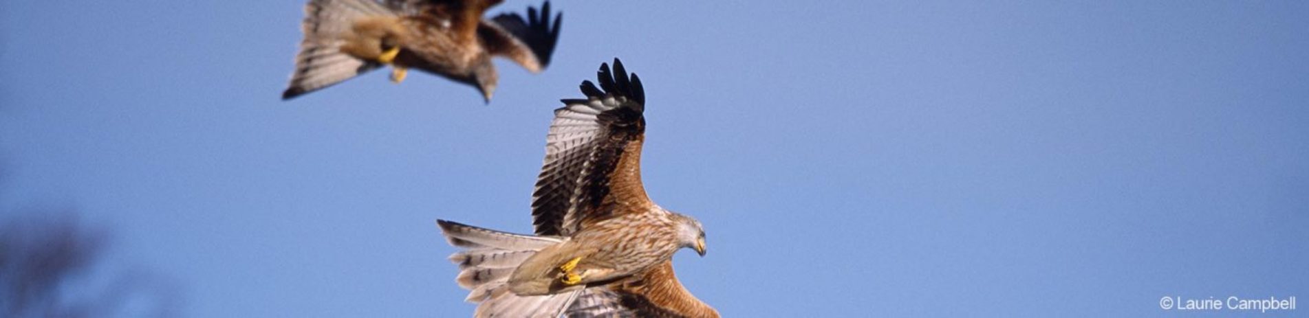 two-red-kite-birds-flying-against-blue-skies-with-open-wings-brown-grey-and-black-bodies