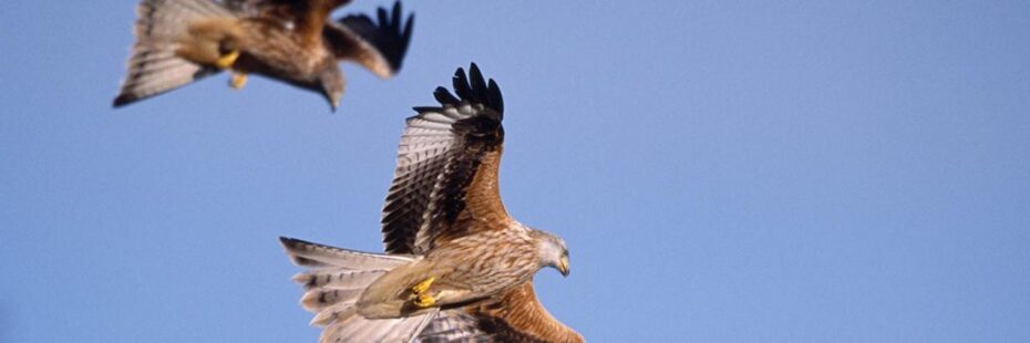 two-red-kite-birds-flying-against-blue-skies-with-open-wings-brown-grey-and-black-bodies