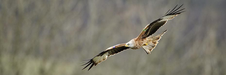 red-kite-bird-reddish-and-brown-with-wings-widespread-flying