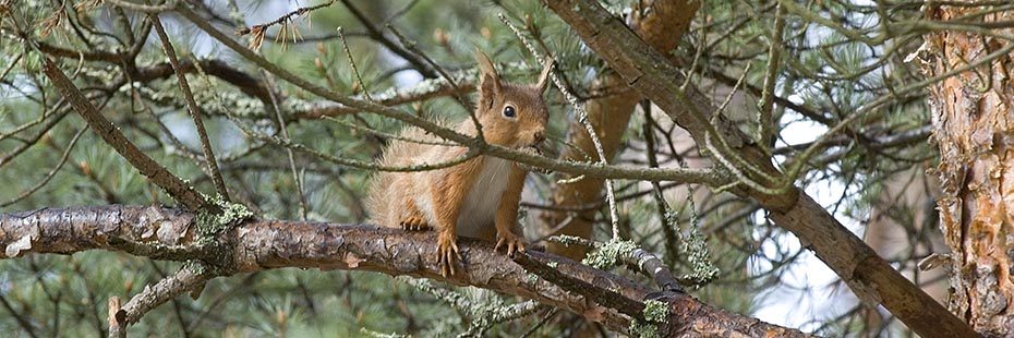 red-squirrel-on-branch-of-pine-tree
