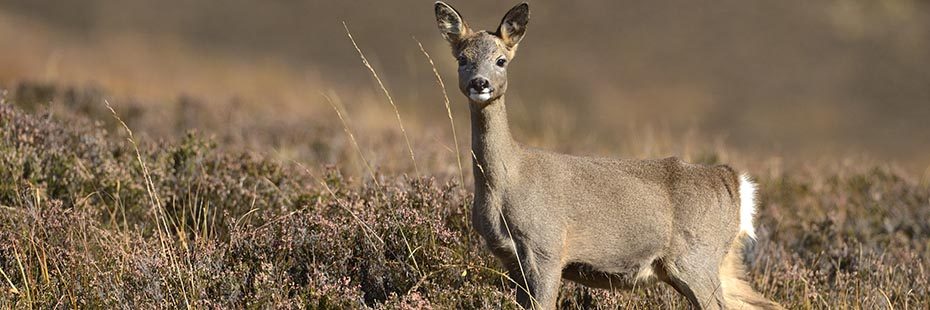 roe-deer-light-brown-coffee-coloured-looking-towards-camera-on-brown-moor