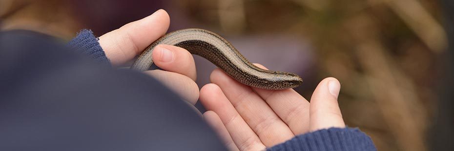 slow-worm-brown-smooth-skin-held-in-palms