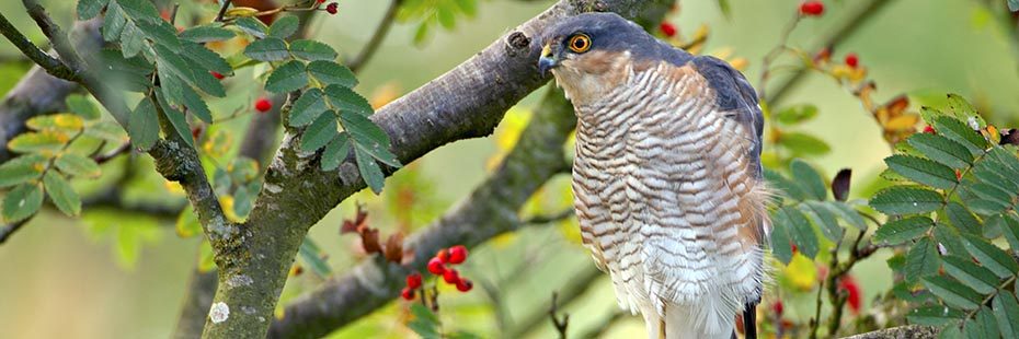 beautiful-sparrowhawk-bird-bluish-grey-with-white-chest-and-orange-eyes-sitting-on-branch-in-rowan-tree-red-berry-like-fruits-visible-around-in-the-tree