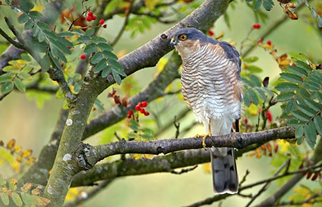 sparrowhawk-grey-and-white-bird-with-orange-eyes-perched-on-rowan-tree-branch-with-small-red-fruits-visible-amongst-leaves