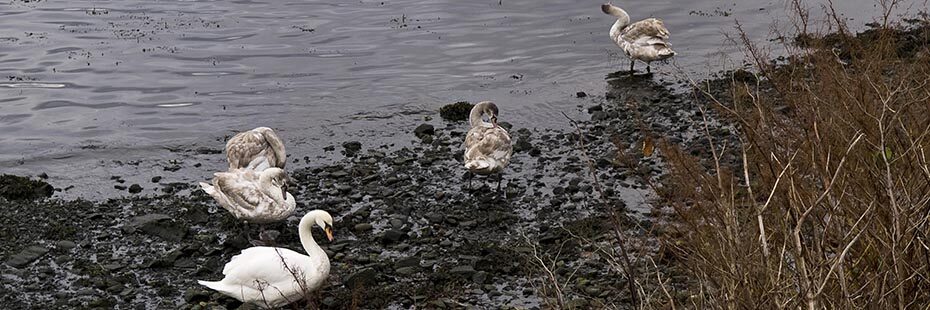 four-white-swans-dirty-feathers-cleaning-themselves-at-edge-of-water