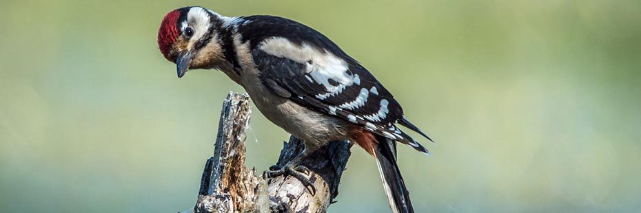 woodpecker-on-branch-red-top-of-head-and-black-and-white-body